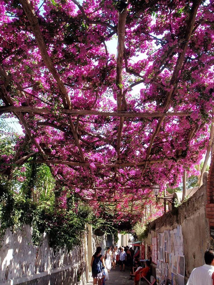 Street of flowers. Улочки Позитано деревья. Красивые цветущие деревья. Красивое дерево. Красивое цветущее дерево.