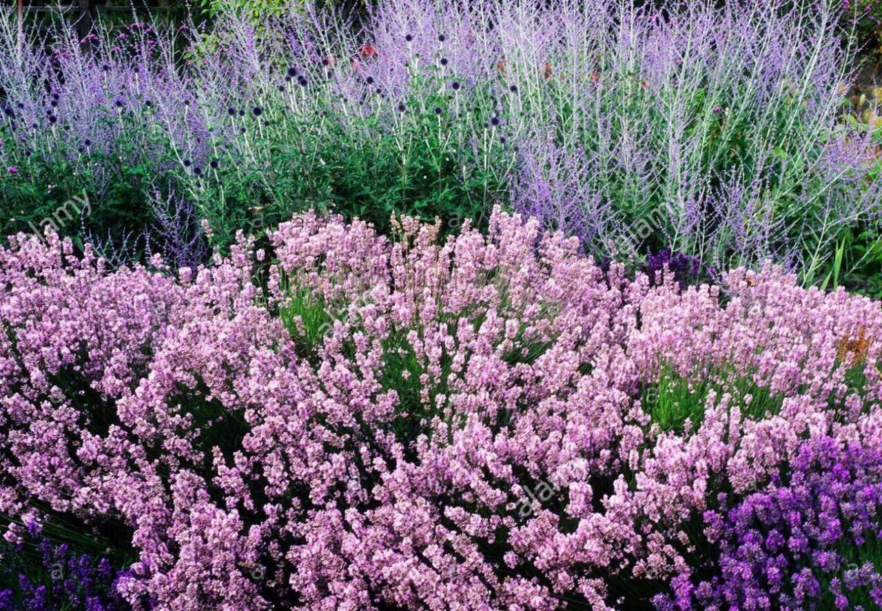 List of Different Types of Lavender Plant with Pictures Lavender plant, Types of