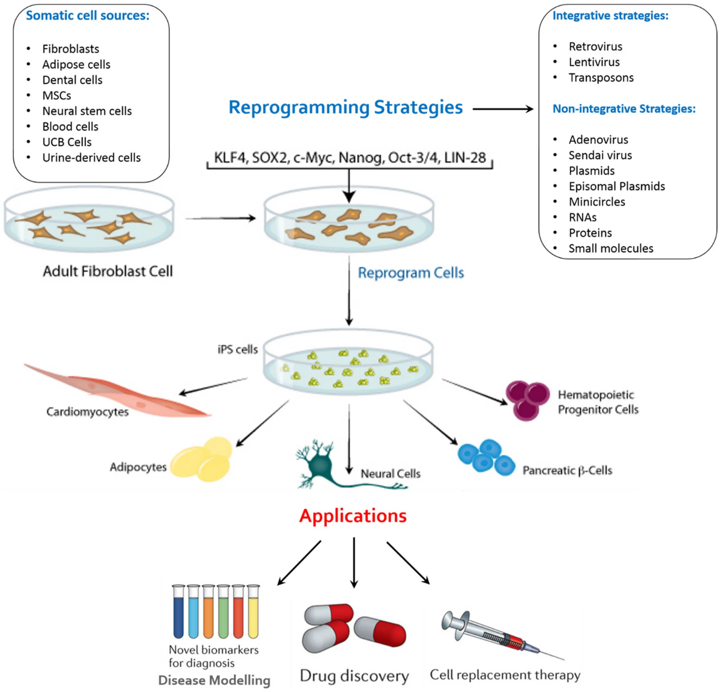 Application cells. Somatic stem cell. induced pluripotent stem cells. somatic cells. ips клетки.