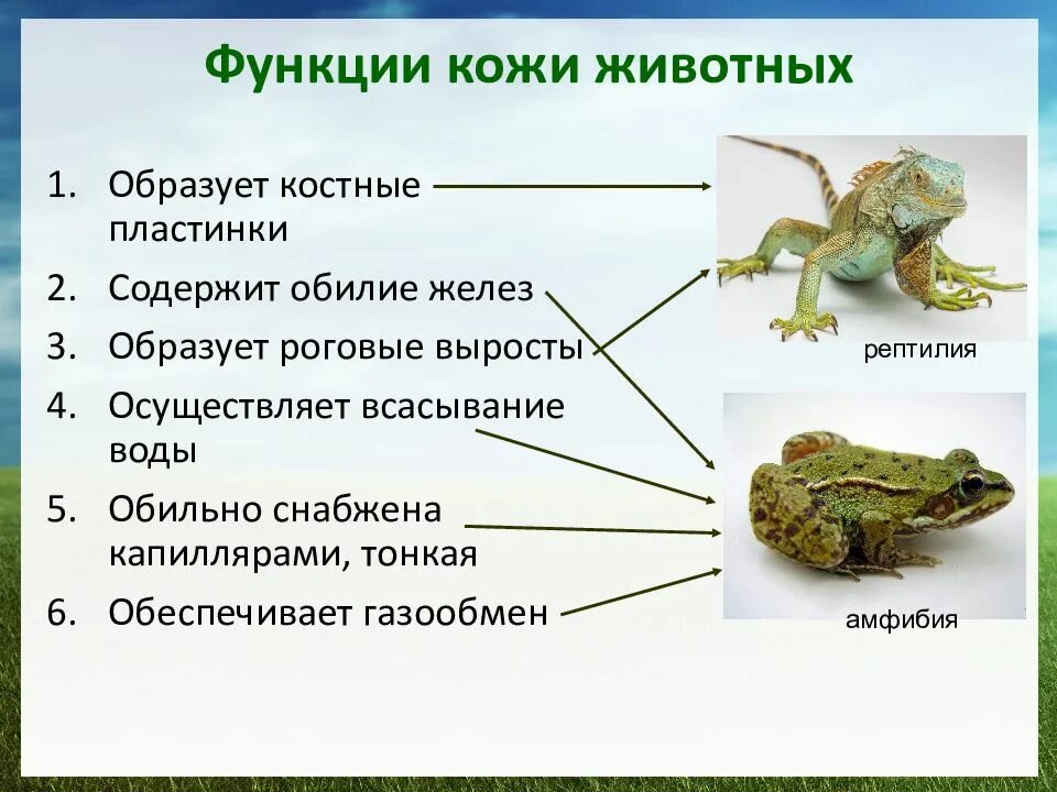 Кожная железа у пресмыкающихся. Образует роговые выросты пресмыкающиеся или. Костные пластинки у пресмыкающихся. Образуют костные пластинки пресмыкающиеся или земноводные. Осуществляет всасывание воды пресмыкающиеся или земноводные.