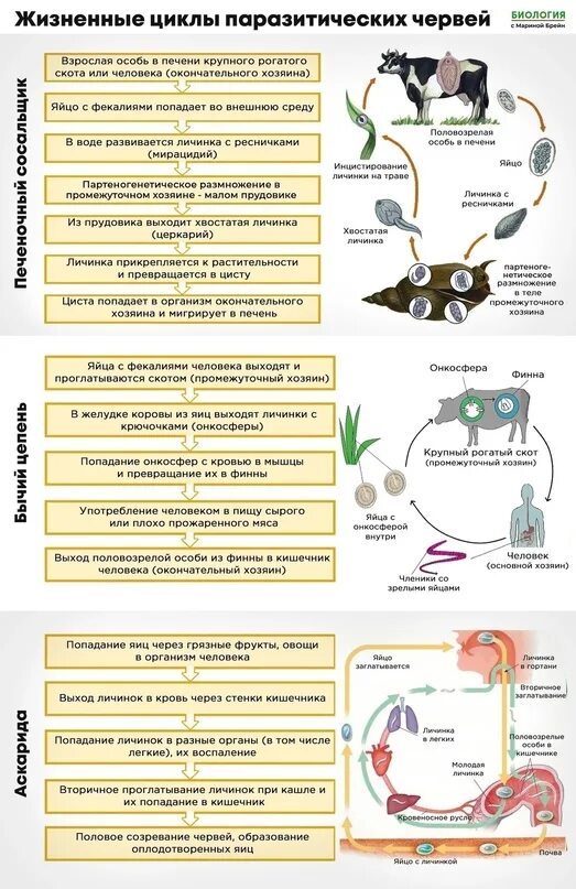 Стадия жизненного цикла червя. Циклы размножения паразитических червей. Циклы развития паразитических плоских червей. Жизненный цикл паразитических плоских червей. Жизненный цикл паразитических червей схема.