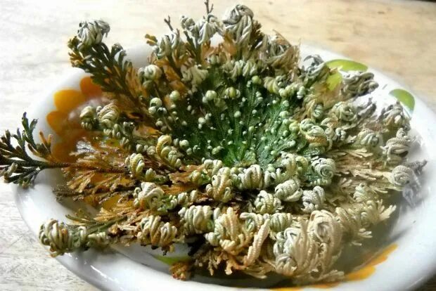 Селагинелла (Selaginella lepidophylla) - Комнатные растения и цветы - Форум на H