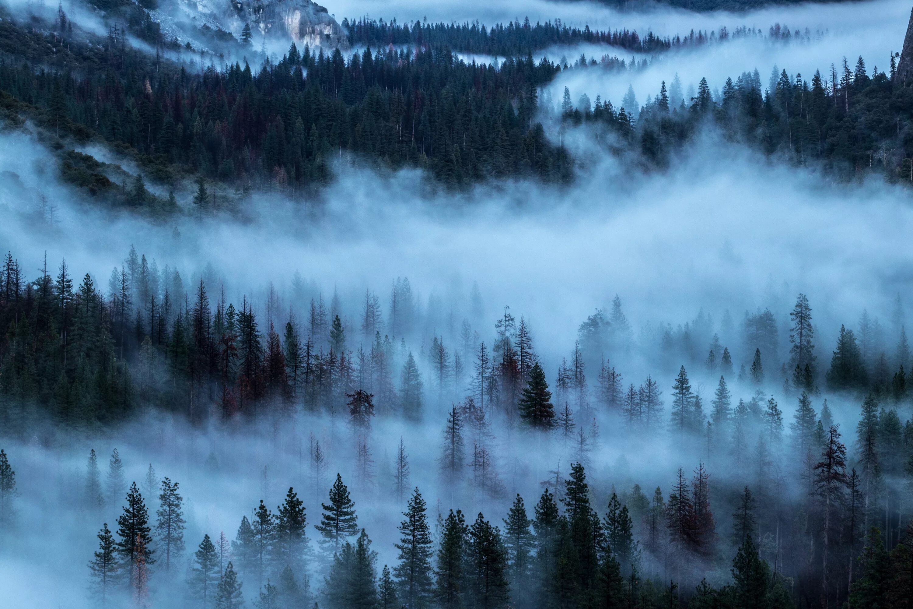 Сизая пелена. Туманный лес Таганай. Лес в тумане. Nevfyyaq KTC. Тайга в тумане.