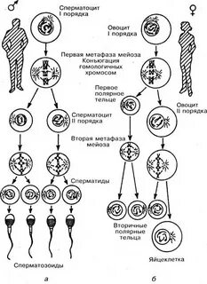 Полярное тельце результат фазы