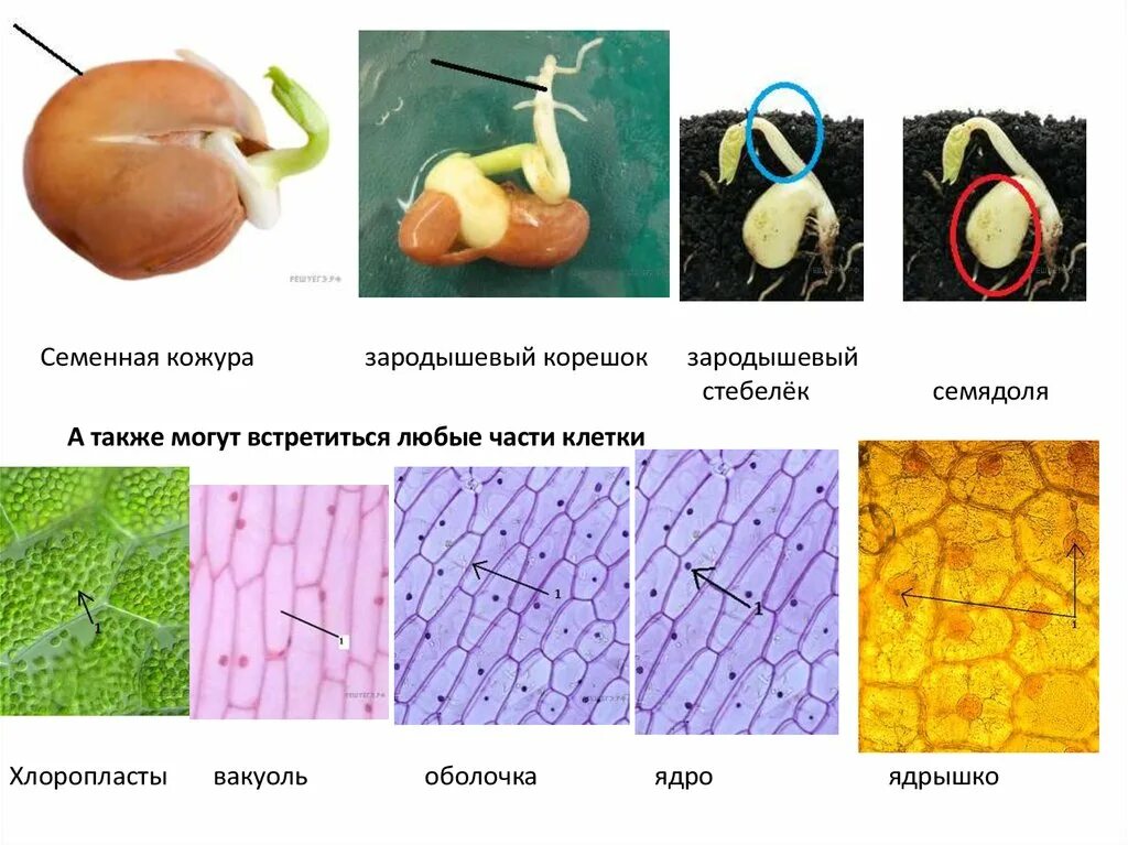6 кожура. Что такое семенная кожура в биологии 6 класс. Семенна́я кожура́. Семенная кожура определение. Семенная кожура зародышевый корешок.