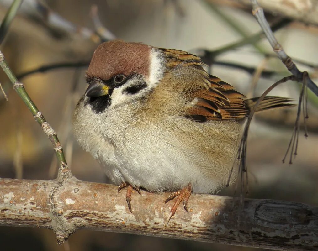 птица похожая на зяблика но крупнее. птицы родственники воробья. фото воробья птицы крупным планом. крупный воробей 6 букв сканворд. крупный воробей 6 букв сканворд.