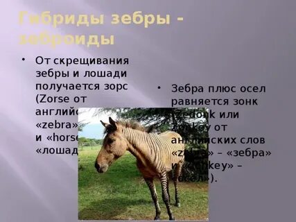 Плюсы лошади