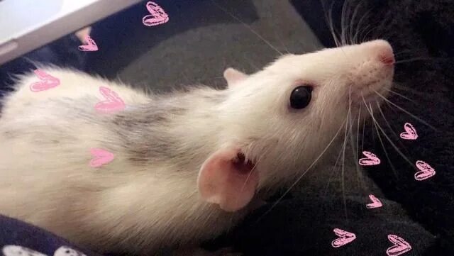 Хомяк из тт. Хомяк из тт. Хомяк бежит. Хомяк мем. Хомяк из тт.