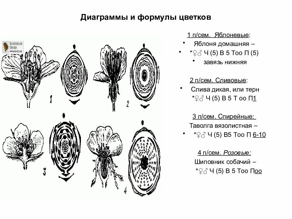 Завязь покрытосеменных. Диаграмма цветка покрытосеменных растений. формула цветка терна. яблоня домашняя формула цветка. диаграммы цветков покрытосеменных.
