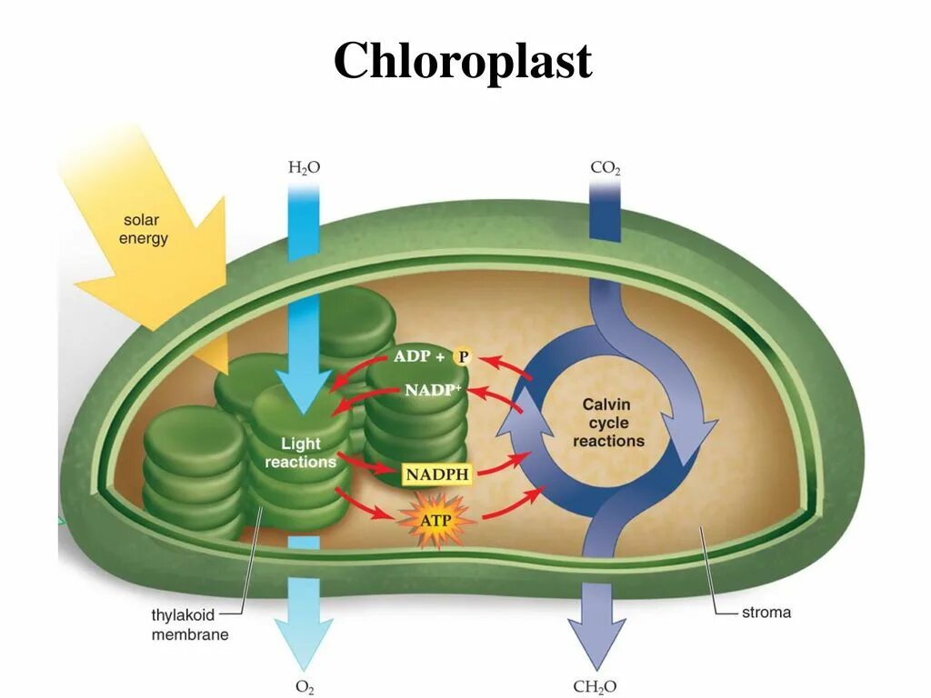 В строме хлоропластов протекает. Цикл Кальвина в хлоропластах. Процессы происходящие в хлоропластах. Фотосинтез в хлоропластах. Фотосистемы хлоропласта.