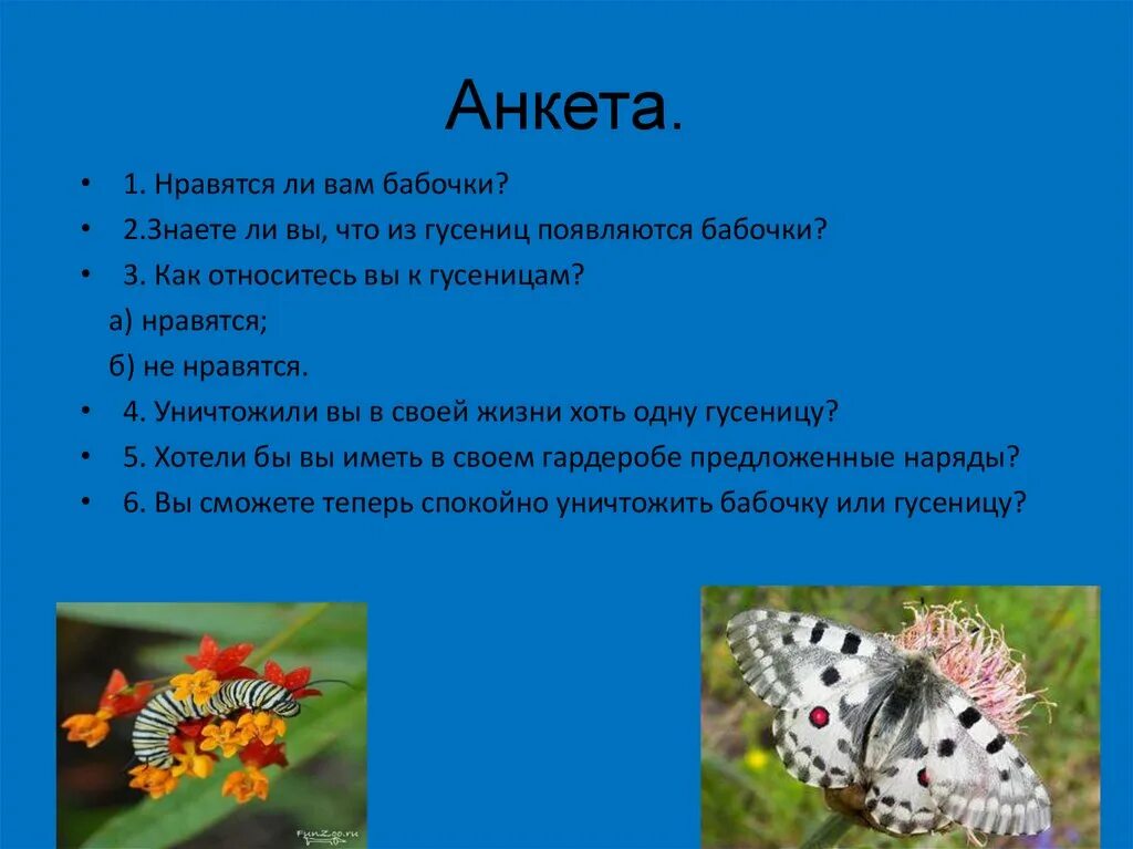 Нравишься ты мне бабочки появились. Вопросы про бабочек. бабочка вопросы на тему. вопросы по теме бабочки. анкета на тему бабочки.