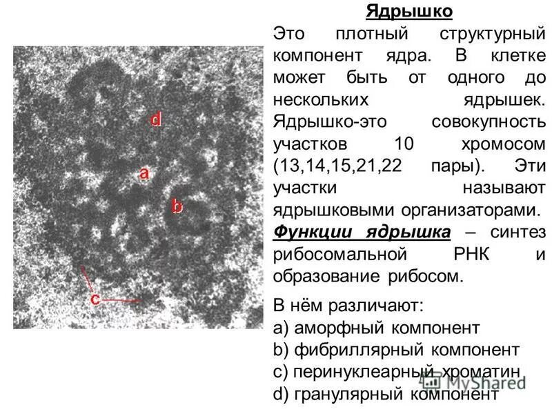 Строение ядра. Строение клеточного ядра гистология. Строение ядрышка гистология. Интерфазное ядро строение гистология. Схема ядра эукариотической клетки.