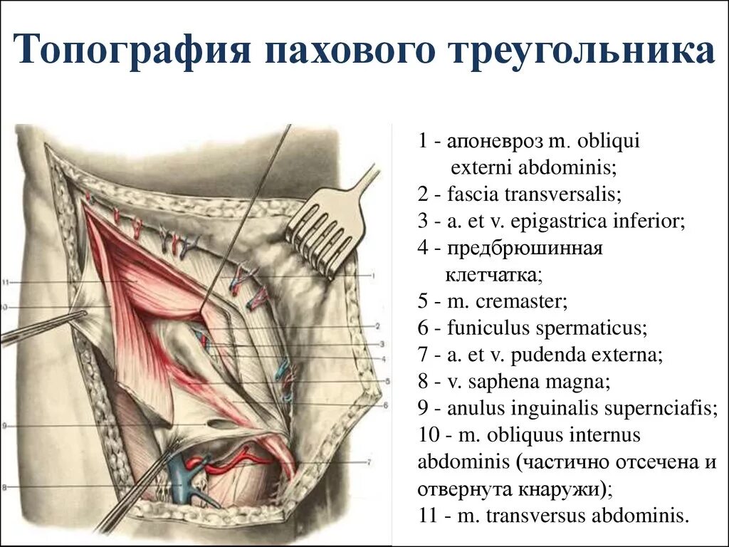 Паховая складка у мужчин. Строение брюшной стенки анатомия. Слои передней брюшной стенки топографическая анатомия. Строение передней брюшной стенки топографическая анатомия. Топография паховой области топографическая анатомия.