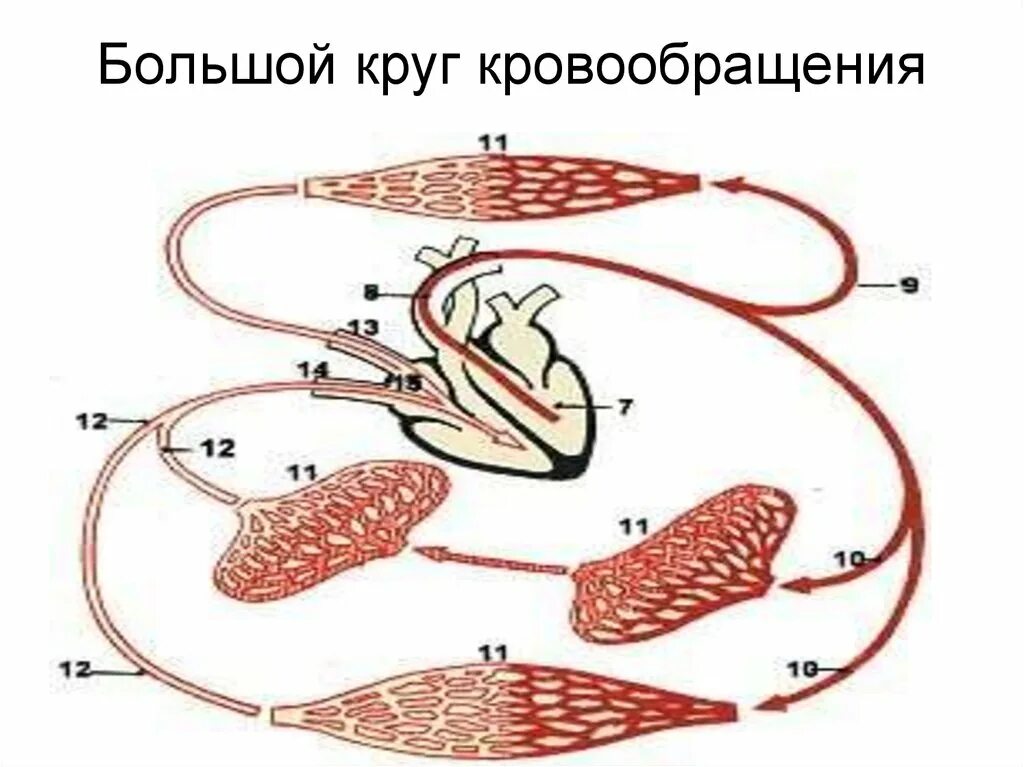 Направление кругов кровообращения. Малый и большой круг кровообращения человека схема. Большой круг кровообращ. Большой 4пуг кровообращение. Большой круг кровообращения схема.
