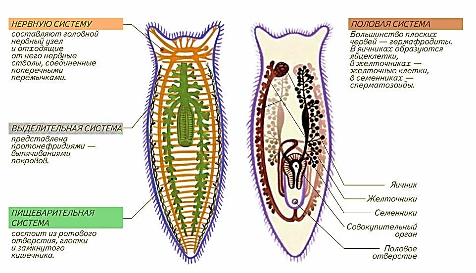 Развитие систем органов у червей. Схема внутренних органов молочной планарии. Молочная планария внутреннее строение. Внутреннее строение плоских червей. Схема пищеварительной и половой систем планарии.