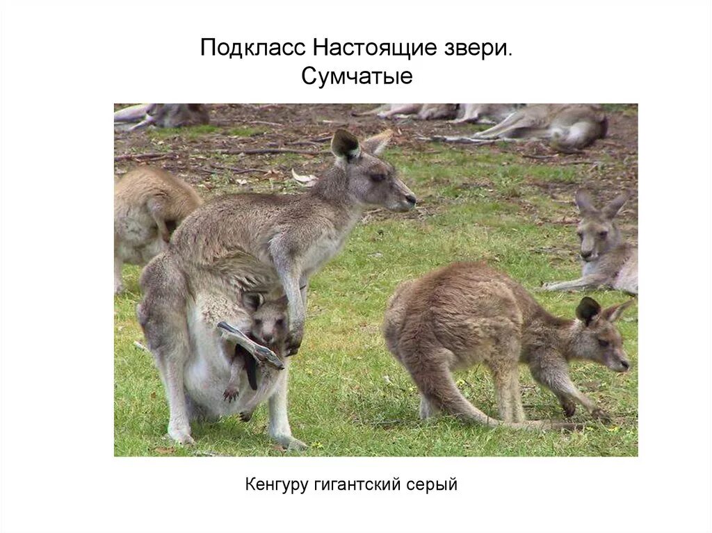 Подкласс низшие звери представители. Подкласс звери. настоящие звери. настоящие звери млекопитающие. подкласс сумчатые.