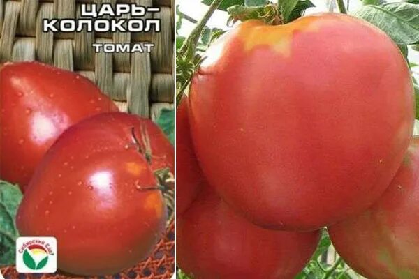 Томаты царь колокол описание сорта. Томат сорт царь-колокол. помидоры царь колокол. сорт помидор царь колокол. крупноплодные сорта томатов для открытого грунта.