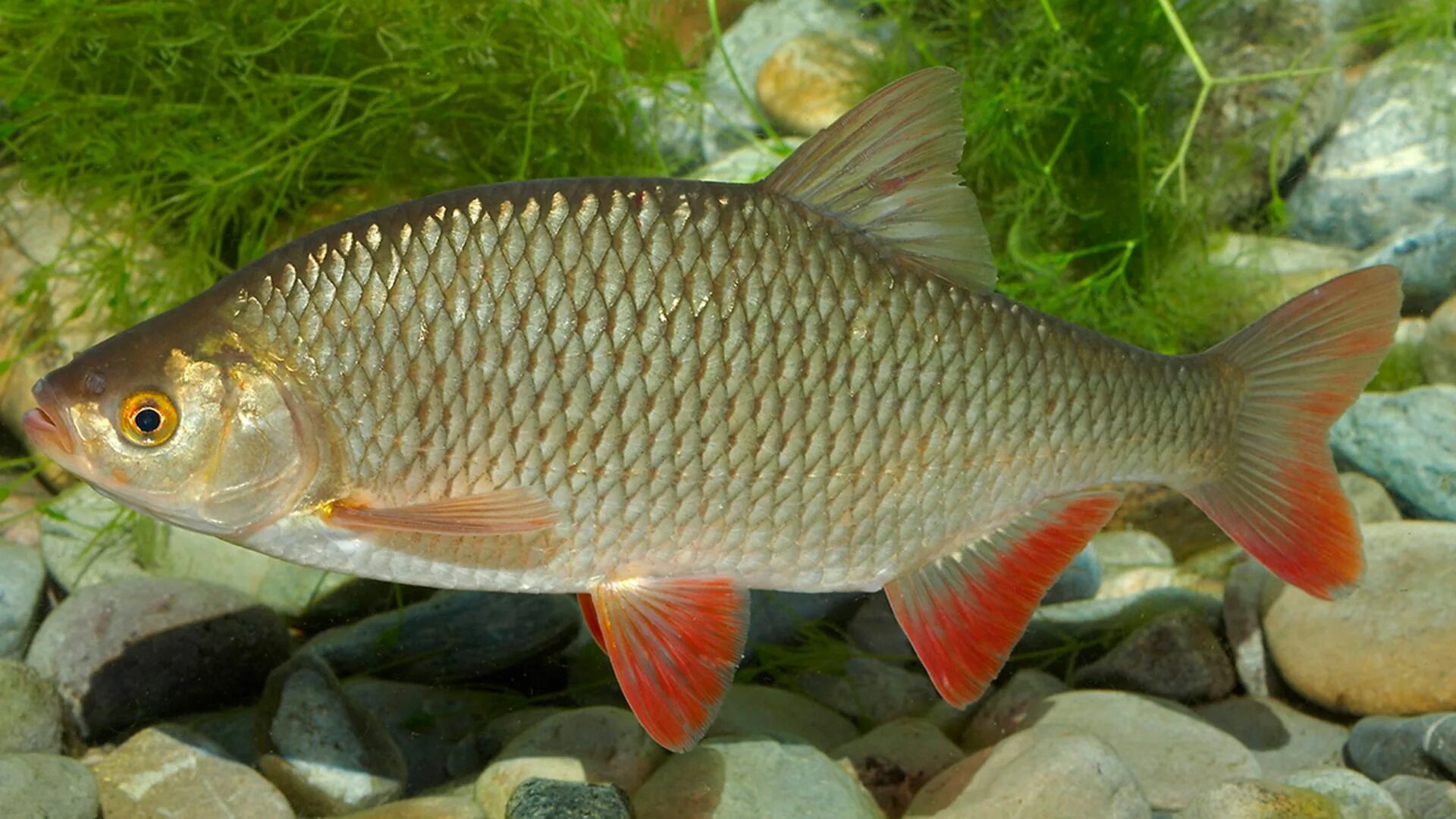 Язь компакт. Красноперка Scardinius erythrophthalmus. Сахалинская краснопёрка-Угай. Красноперка морская. Крупночешуйная краснопёрка-Угай.