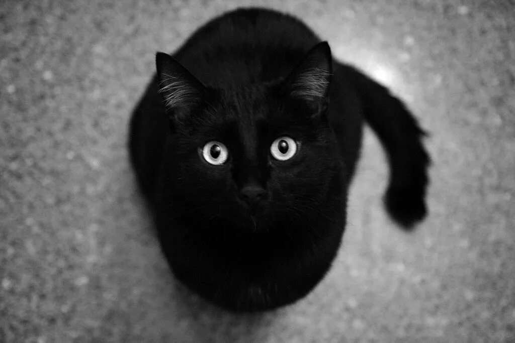Черные любой. Черная кошка. Чёрный котик. Черный кот на аву. Черная кошка с серыми глазами.