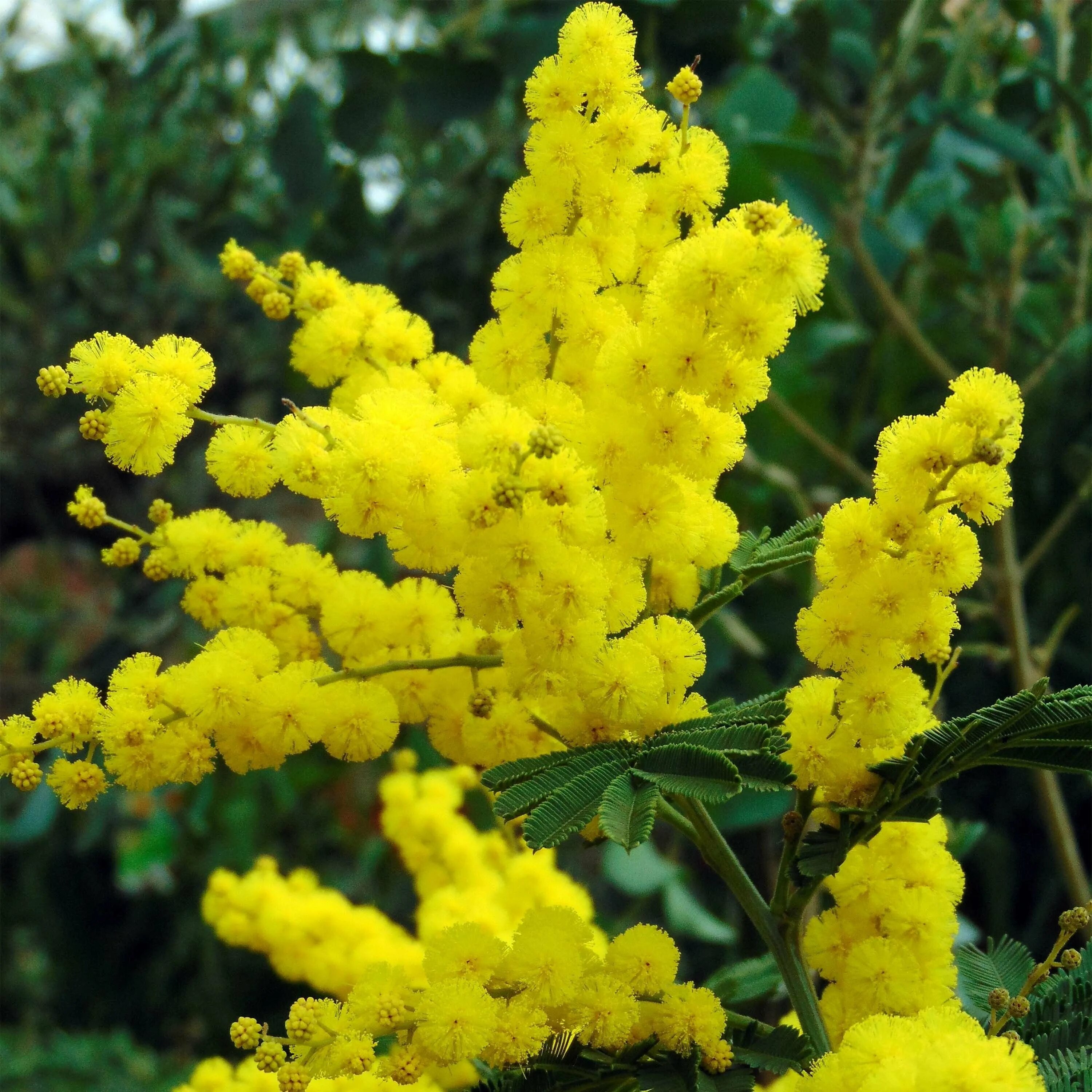 Как называется кустарник с желтыми цветами. Акация Мимоза. Мимоза Acacia dealbata. Акация серебристая Мимоза. Акация Мимоза желтая.