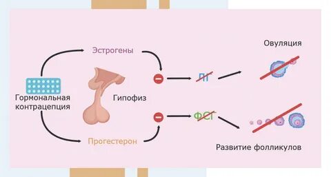 Отсутствие цикла