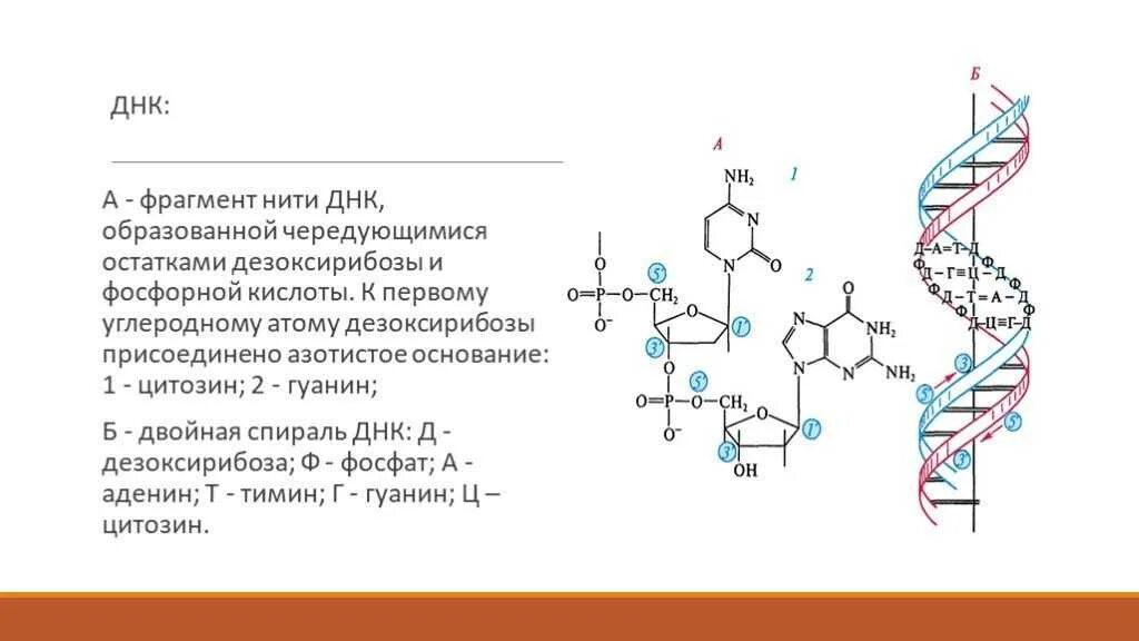 Какая формула молекулы днк. Фрагмент первичной структуры ДНК. Строение нуклеиновых кислот биохимия. Первичная структура молекулы ДНК. Вторичная структура ДНК биохимия формула.