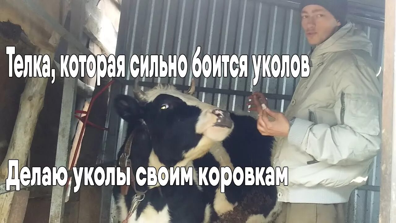 Куда делают уколы поросятам