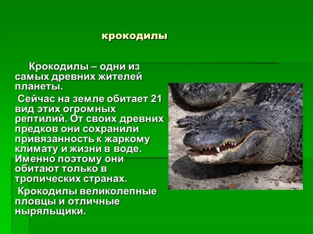 Первый признак пресмыкающихся. Доклад про крокодила. Пресмыкающиеся крокодил. Описание крокодила. Крокодилы презентация.