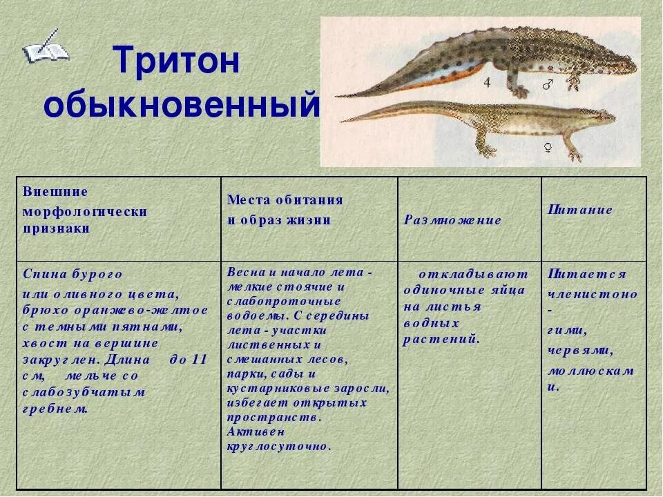 Таблица ящерица и тритон. Среда обитания Тритона обыкновенного. Гребенчатый Тритон среда обитания. Тритон обыкновенный земноводное. Обыкновенный и гребенчатый тритоны.