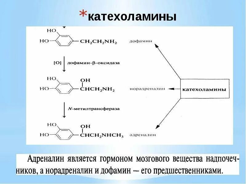 Катехоламины формула. Катехоламины формула биохимия. Катехоламины строение. Катехоламины структурная формула. Естественные источники дофамина