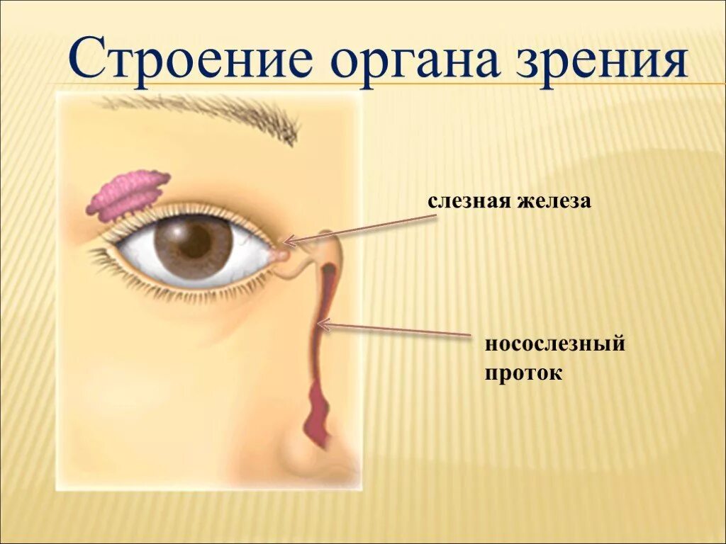 Слезные железы органа зрения. Строение глаза слезный канал. Строение органа зрения слезная железа. Слезные железы относятся к железам