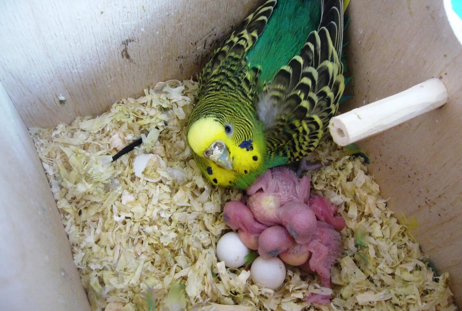 Птенцы волнистых попугаев. Гнездование волнистых попугаев. Попугаи волнистики с птенцами. Волнистый попугай высиживает яйца.