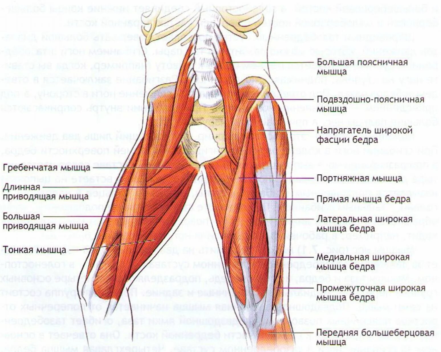 Сухожилия внутренней поверхности бедра анатомия. Мышцы тазобедренного сустава анатомия человека. Мышцы и связки тазобедренного сустава. Мышцы стабилизаторы тазобедренного сустава. Правая нога бедро мышцы