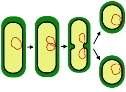 Вегетативное размножение бактерий. Схема бинарного деления бактериальной клетки. Деление бактериальной клетки рисунок. Бесполое размножение бактерий рисунок. Деление клетки пополам