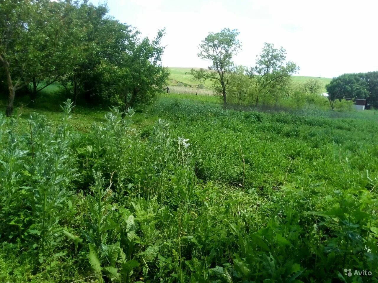 Погода село старомарьевка грачевский