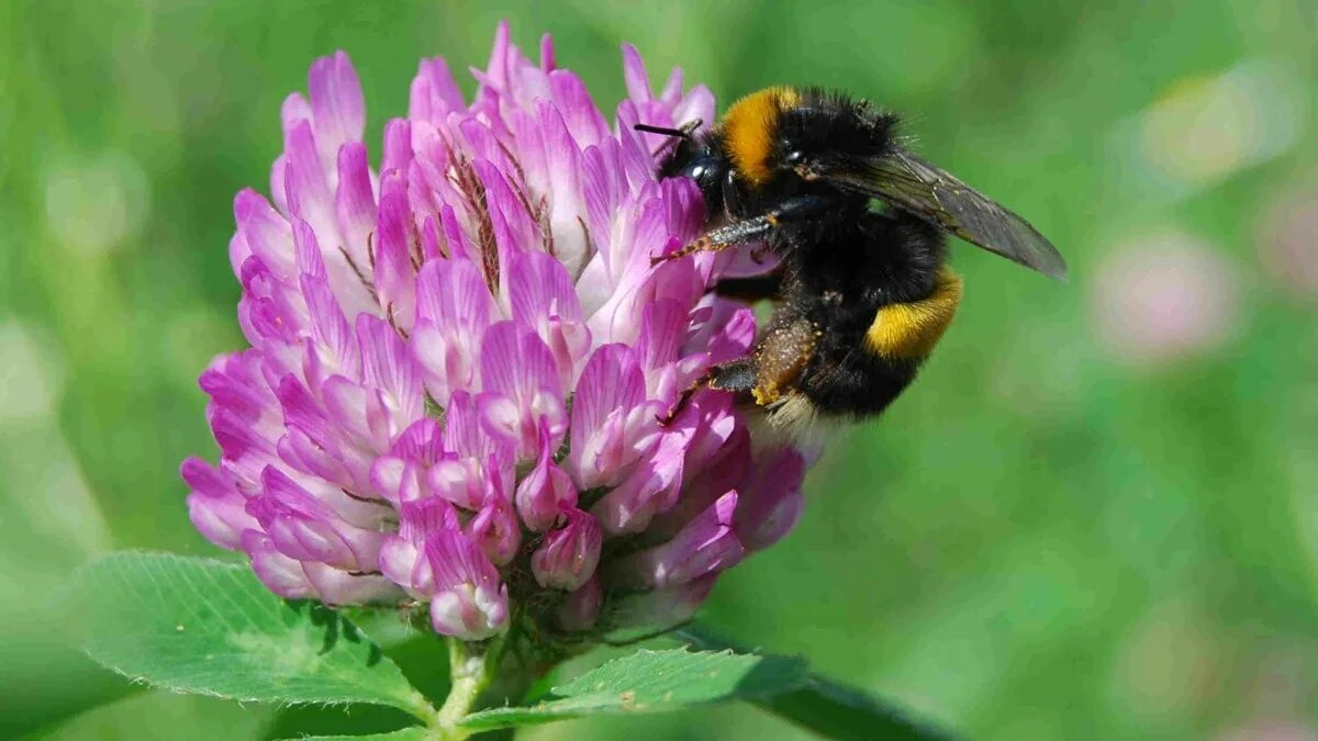 Жигулевское опылители. Шмель опыляет Клевер. Bombus pratorum-Шмель Луговой. Цветы медоносы Клевер. Клевер опыляется шмелями.