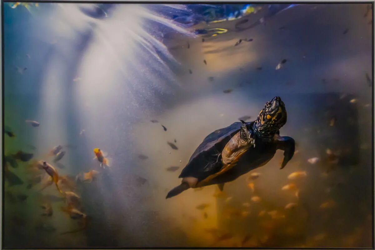 Геннадий юсин фотограф. Золотая черепаха фото. Золотая черепаха фото. Золотая черепаха 2021. Дикая природа золотая черепаха.