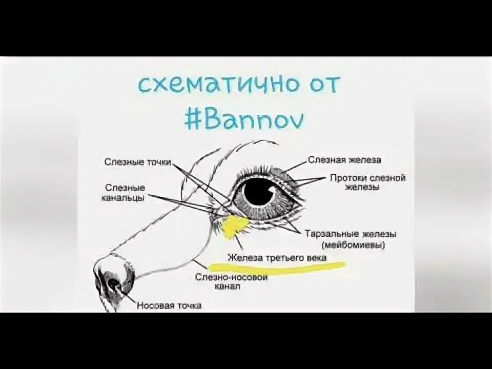 Слезная железа у собак