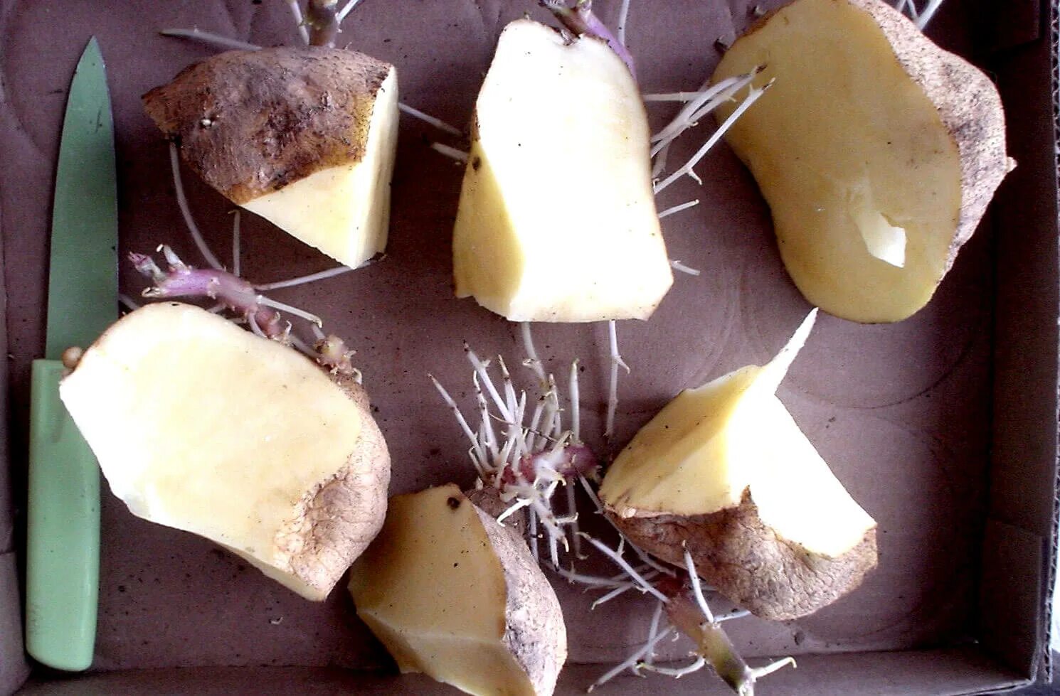 Как разрезать картошку для посадки. Разрезать картофель посадка. пророщенный картофель. клубень картофеля. разрезанный клубень картофеля.