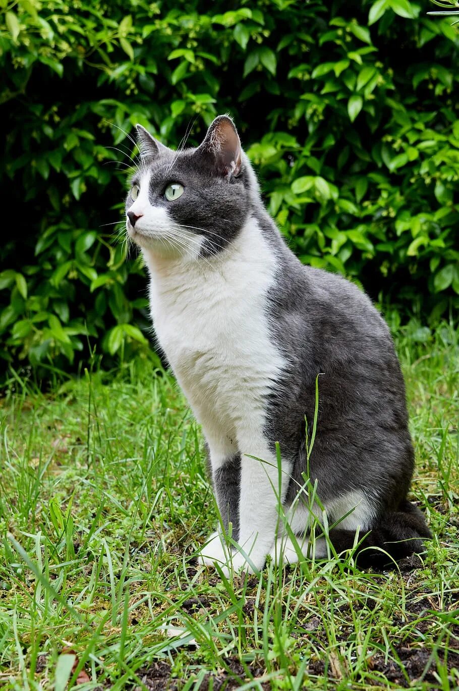 Кошки бело серого окраса. Серо белый кот. Бело серый кот. Серо белая кошка. Бело серая кошка.