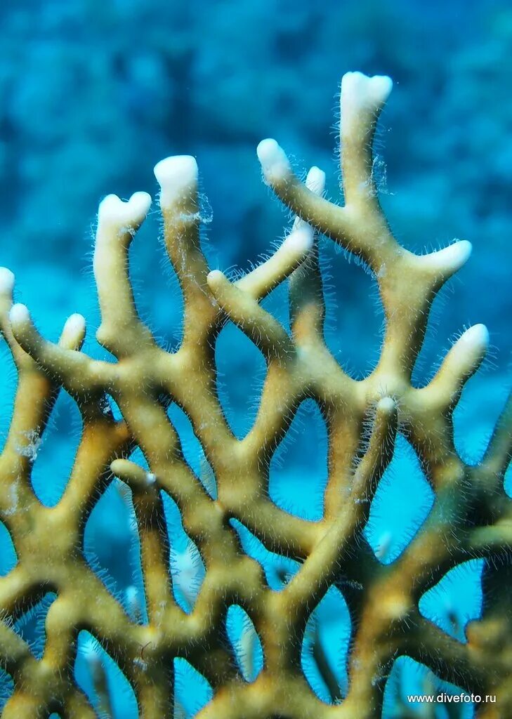 Морские кораллы. Огненный коралл Египет. Ветвистые кораллы. Кораллы в море.