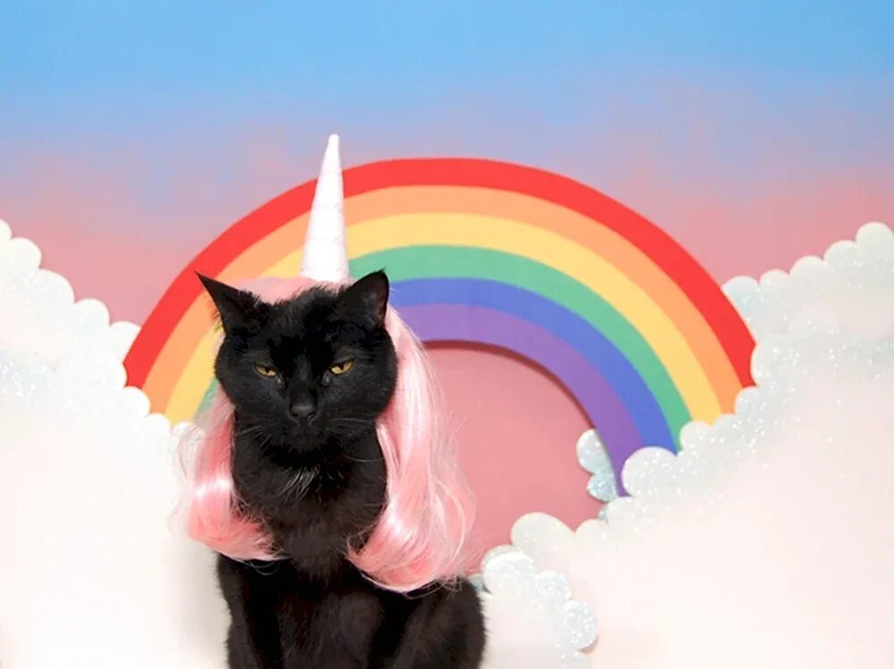 Кошка единорог. Котики единорожки. Рейнбоу юникорн. Радужный единорог. Коте про единорога.