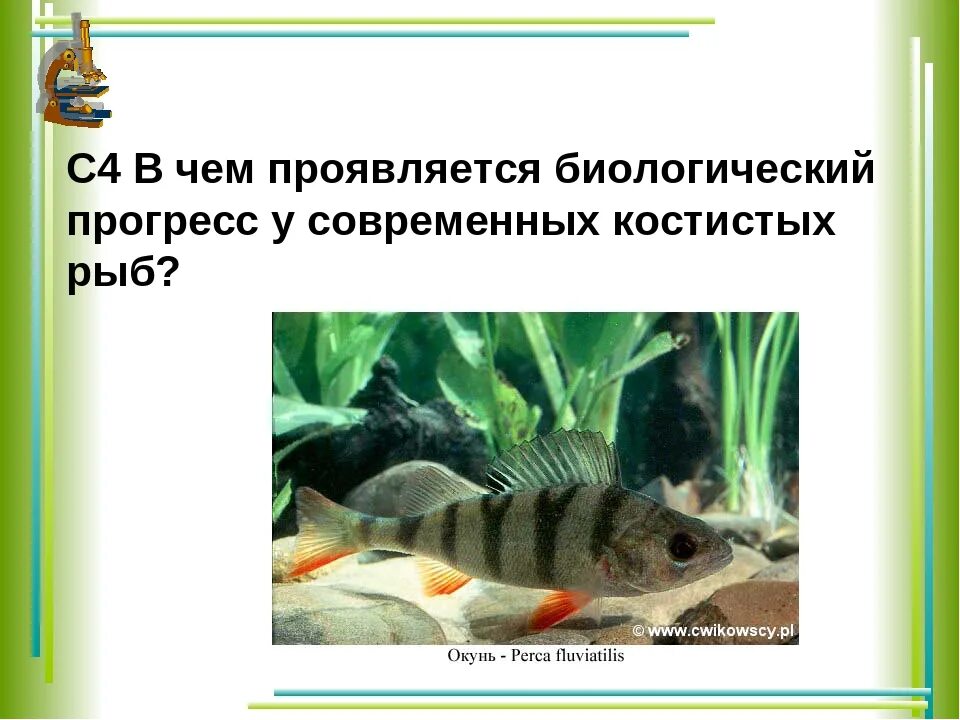 В чем проявляется биологический Прогресс. Биологический Прогресс рыб. В чем проявляется биология Прогресс у современных костистых рыб. Доказательство биологического прогресса у костных рыб. Передвижение рыб 7 класс биология лабораторная работа