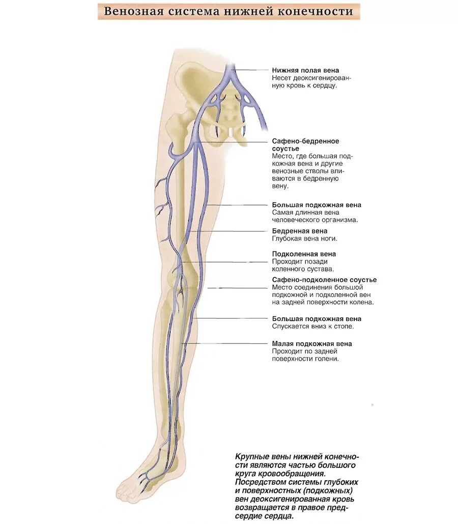 Анатомия вен ноги. Вены нижних конечностей схема. Подкожная Вена нижней конечности анатомия. Схема подкожных вен нижних конечностей. Большая подкожная Вена нижней конечности анатомия.