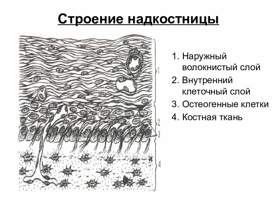 Особенность строения надкостницы какую функцию она выполняет. Строение надкостницы гистология. камбиальный слой надкостницы. клетки надкостницы. структура надкостницы.