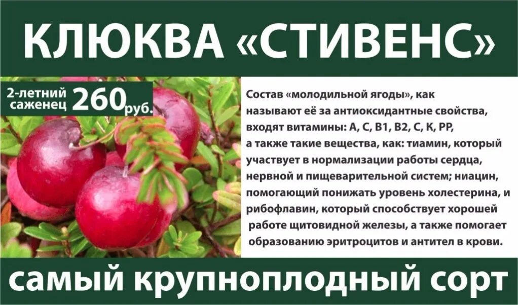 Продолговатый сорт клюквы. Клюква стивенс куст. Клюква крупноплодная сорт: франклин. Клюква сорта описание. Продолговатый сорт клюквы.