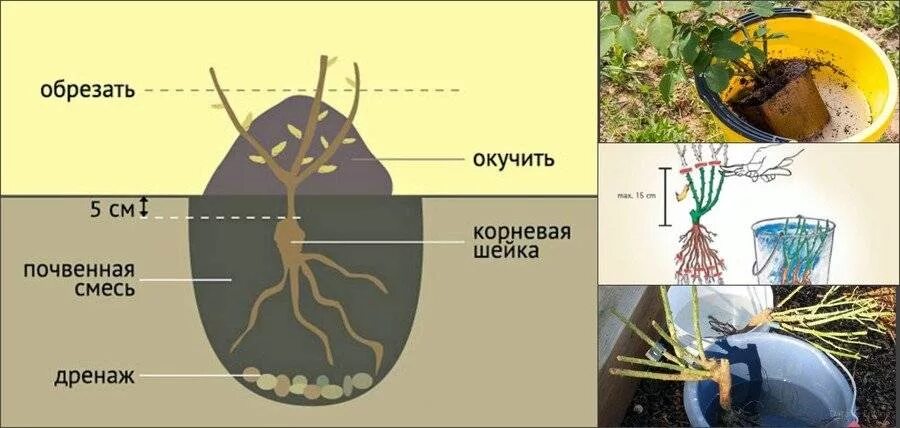 При посадке розы прививку заглублять или нет. Посадка привитых роз заглубление прививки. корневая шейка у розы. заглубленная корневая шейка. надо ли заглублять прививку у розы при посадке.
