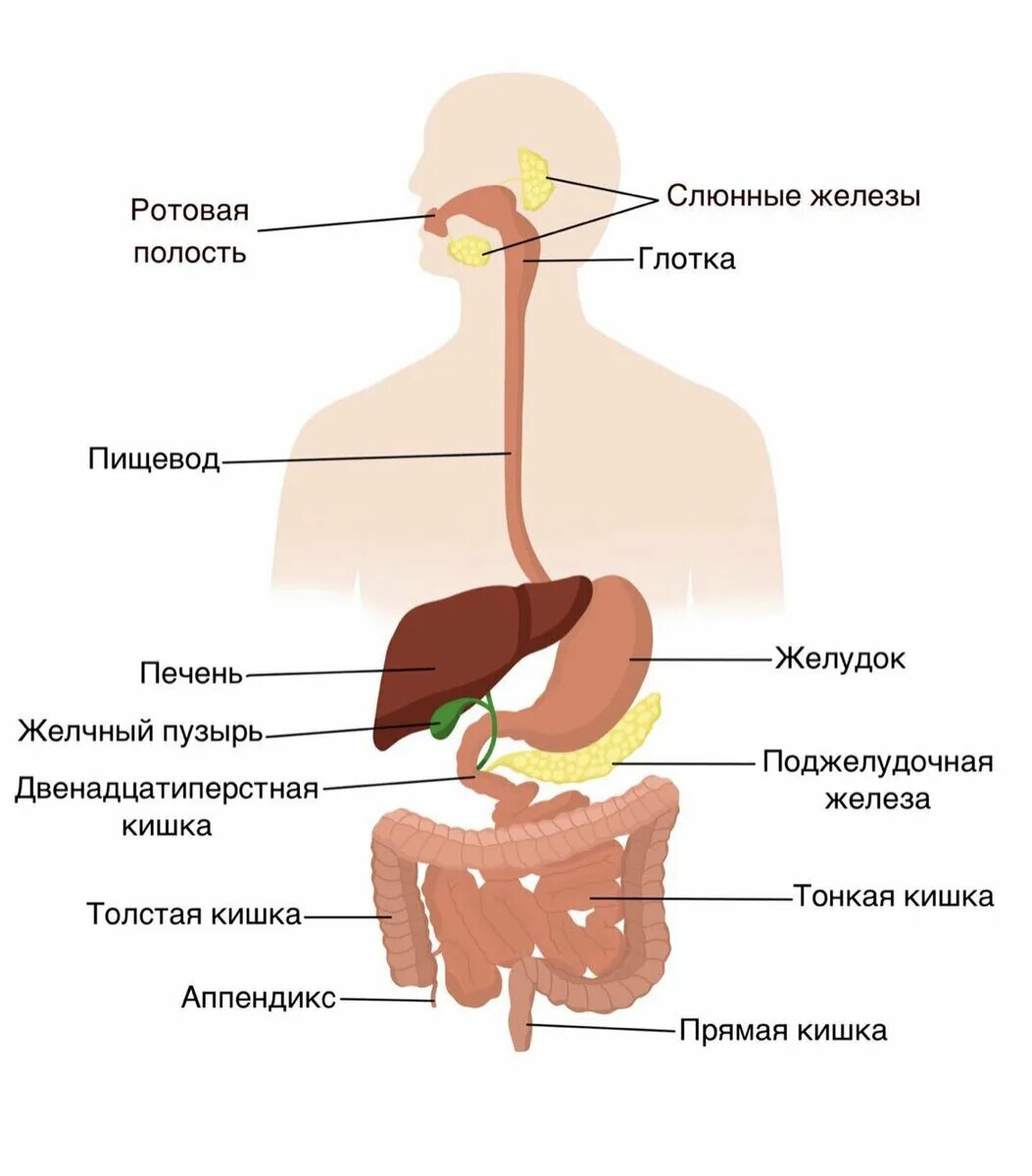 Глотка пищевод желудок двенадцатиперстная кишка. Железы пищеварительной системы схема. Органы пищеварительной системы система анатомия. Основные органы пищеварительной системы человека схема. Система органов пищеварения 8 класс биология.