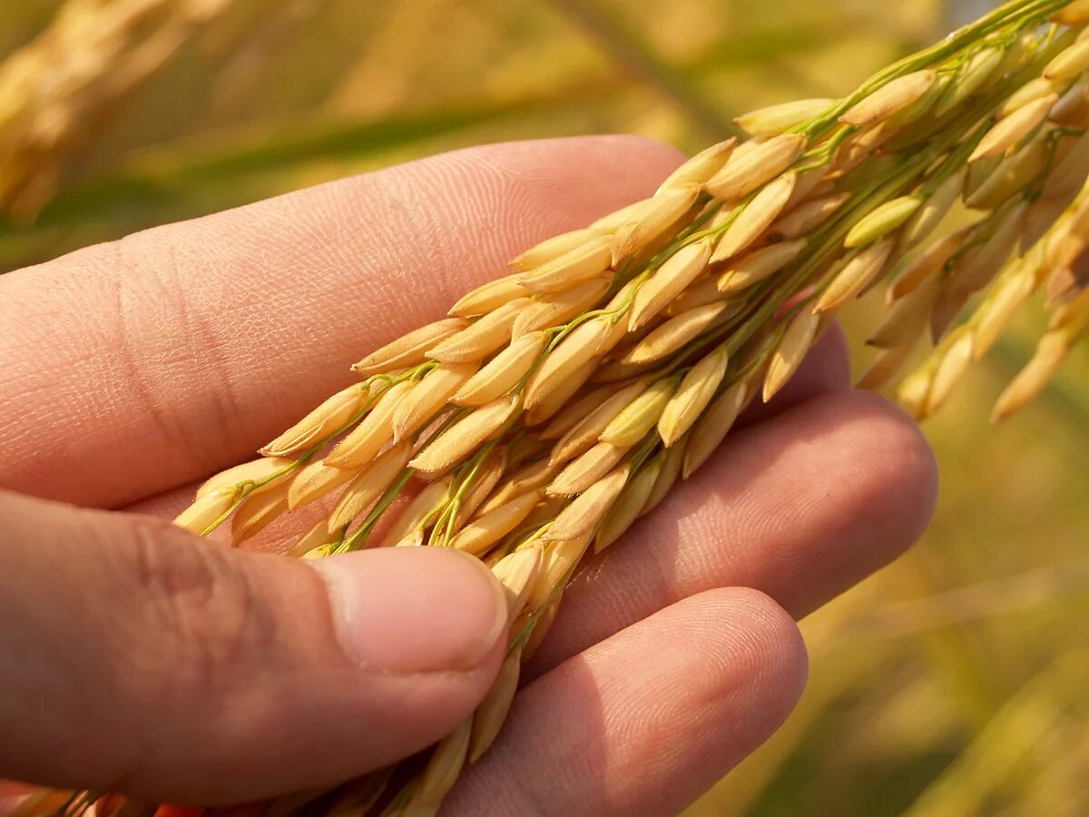 Фузариоз колоса яровой пшеницы. Пшеница. Колос у злаковых растений. Септориоз колоса яровой пшеницы. Зерновые культуры.