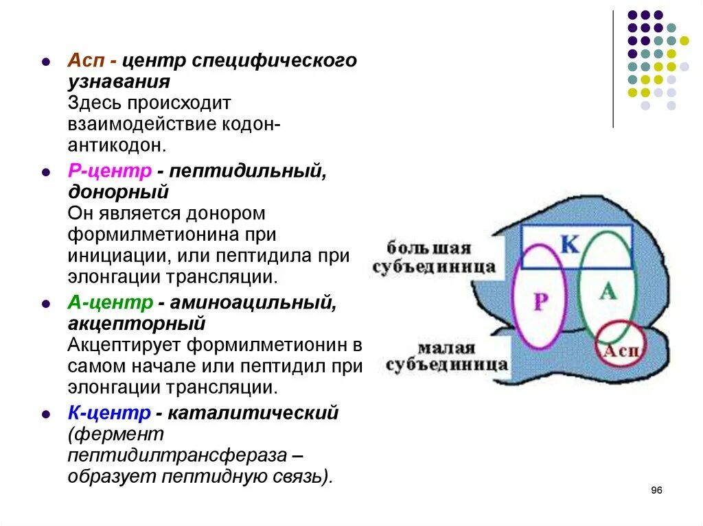 Е п и центр. Центр связывания МРНК функции. Аминоацильный и пептидильный центры рибосомы. Аминоацильный центр и пептидильный центр. Центр связывания МРНК АСП центр функция.